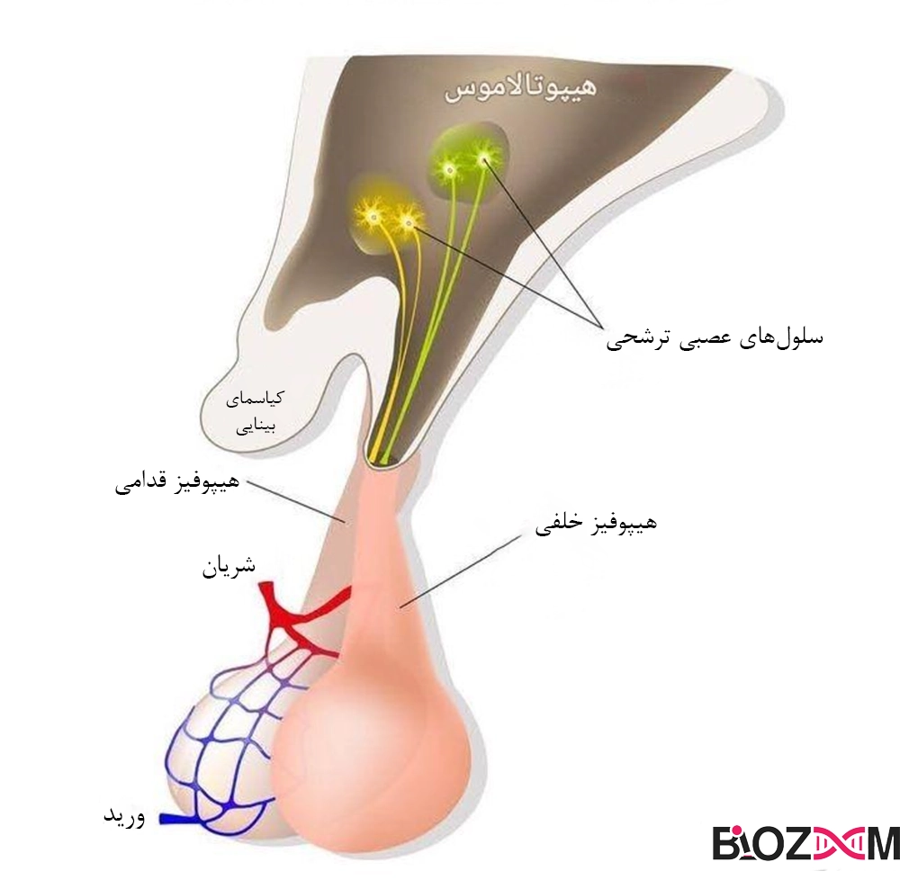 hypothalamus and pituitary