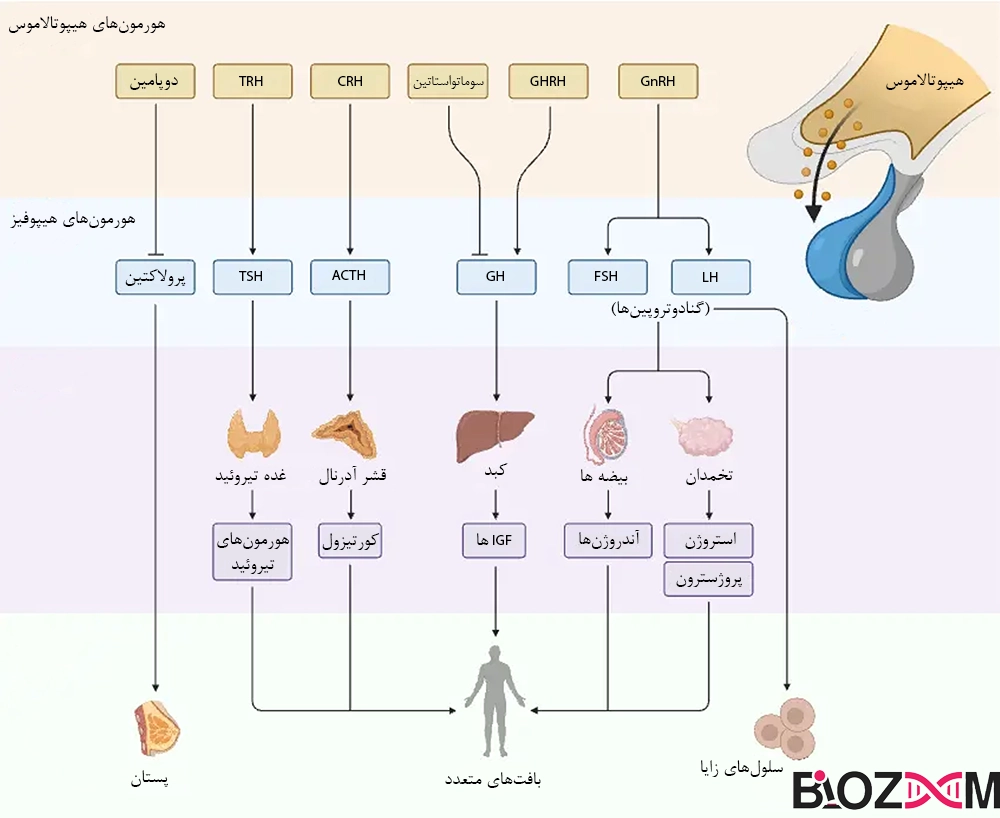 hypothalamus hormone هورمونهای هیپوتالاموس