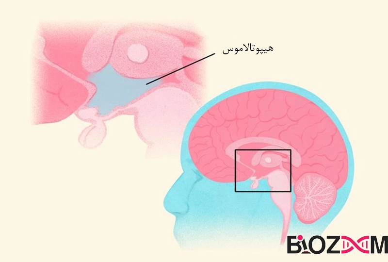 hypothalamus location محل قرارگیری هیپوتالاموس در مغز انسان