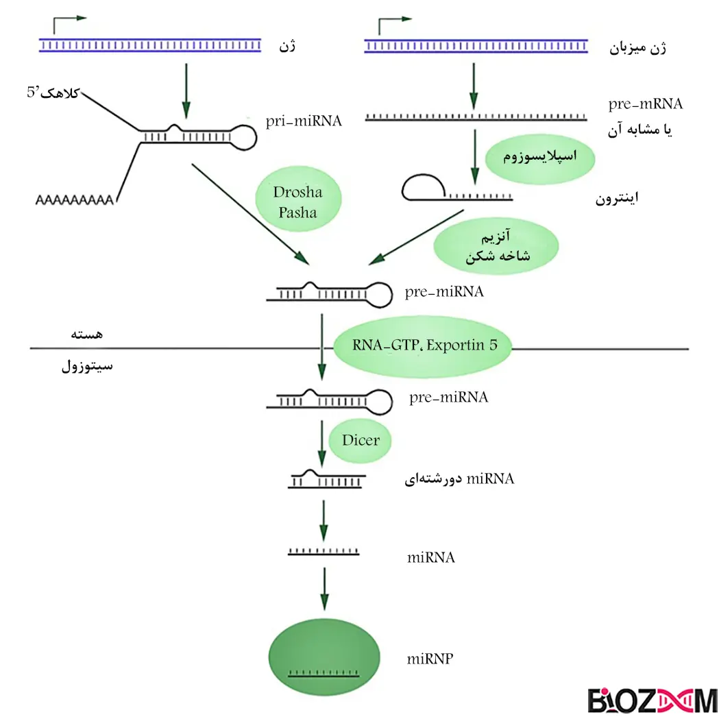 Biogenesis of mature miRNA مراحل تولید میکروRNA