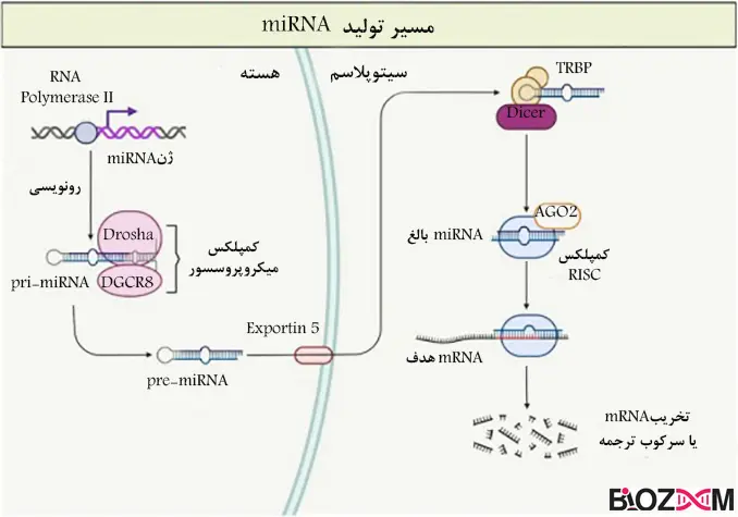 Biogenesis of miRNA step by step مراحل تولید pre-miRNA در هسته