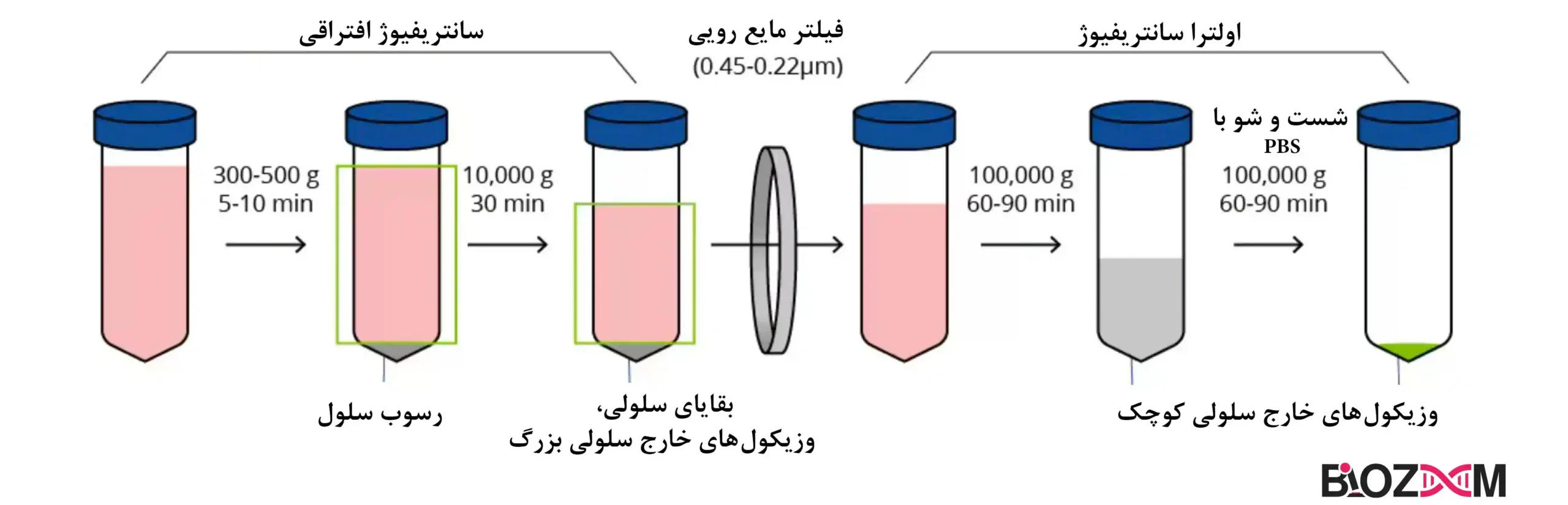 EXOSOME Extraction by centrifuge فرآیند جداسازی اگزوزوم