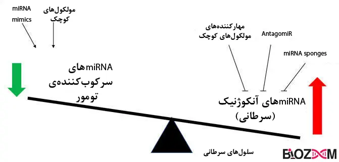 The imblance between oncogenes and tumor suppressor genes in cancer برهم خوردن تعادل بین بیان ژن میکروRNA های آنکوژنیک و سرکوبگر تومور