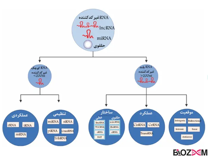 Types of long non_codin miRNA تصویر انواع میکروRNA های غیر کد کننده