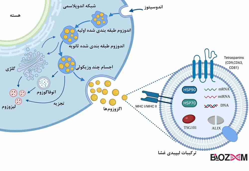 biogenesis of exosomes تصویر بیوژنز اگزوزومها