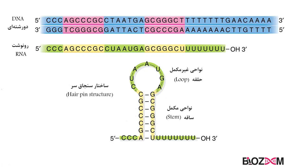 hairpin loop structure ساختار سنجاق سری در میکروRNA