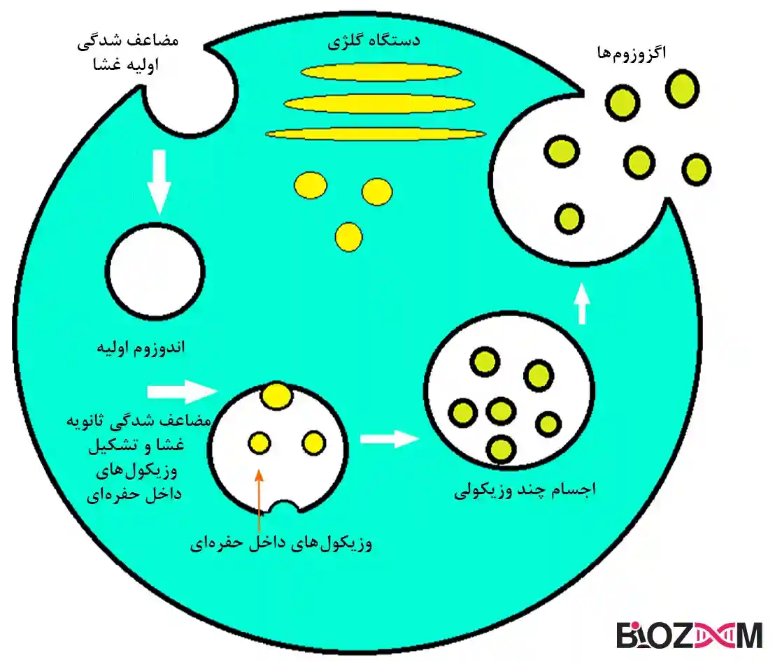 how vesicles form چگونگی شکل گیری وزیکولهای درون حفرهای و اجسام چند وزیکولی