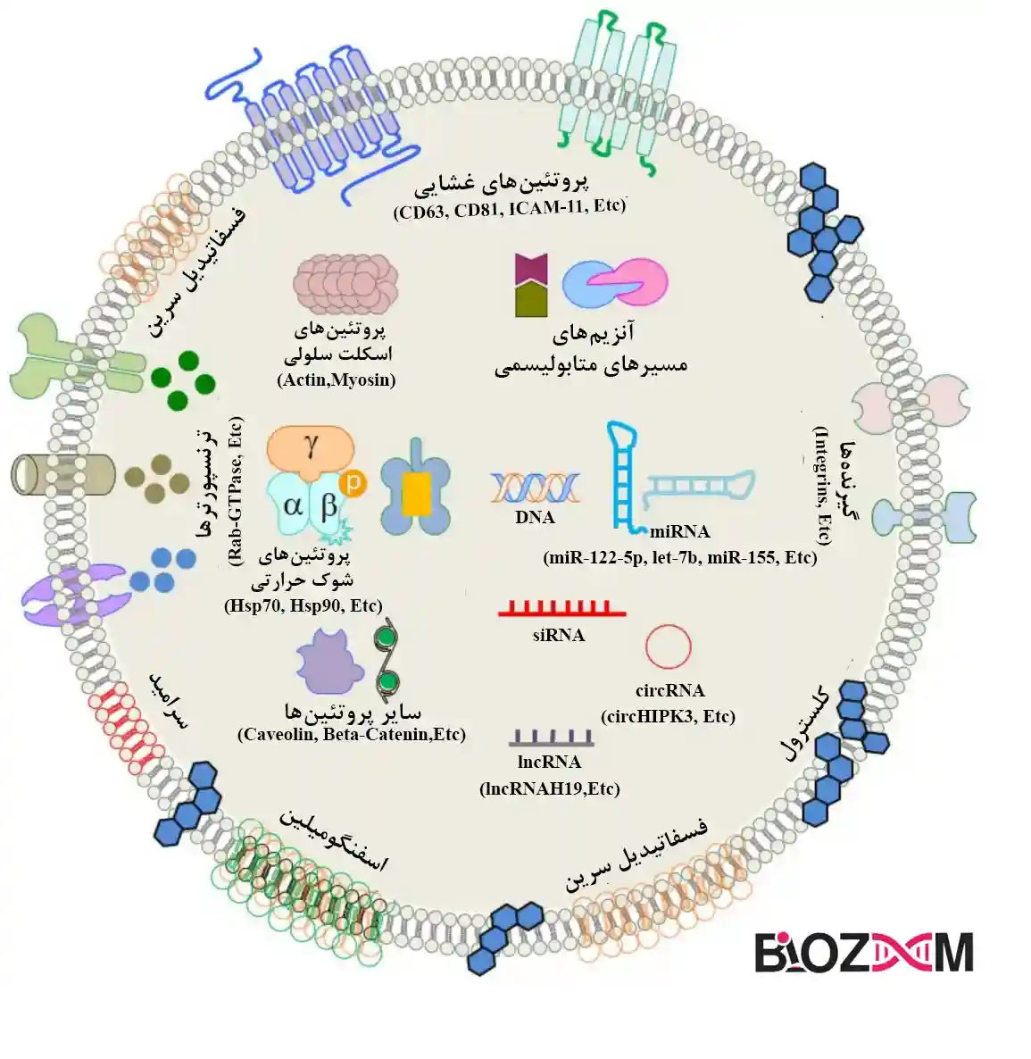 proteins lipids nucloeic acid in exosomes ترکیبات تشکیل دهنده اگزوزوم