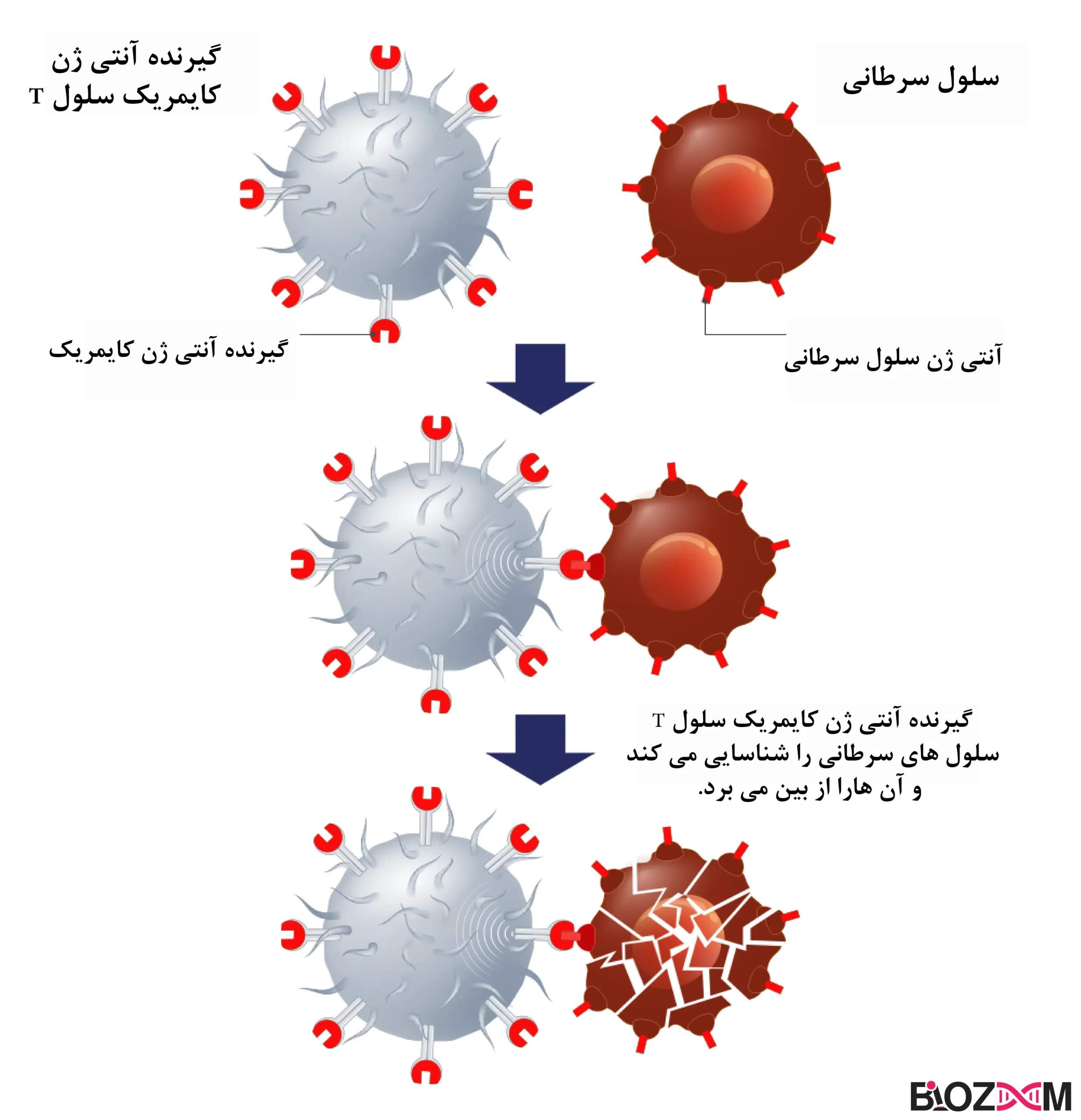 role of t cells in combating with cancer cells مبارزه سلول ایمنی در مقابل سرطان خون