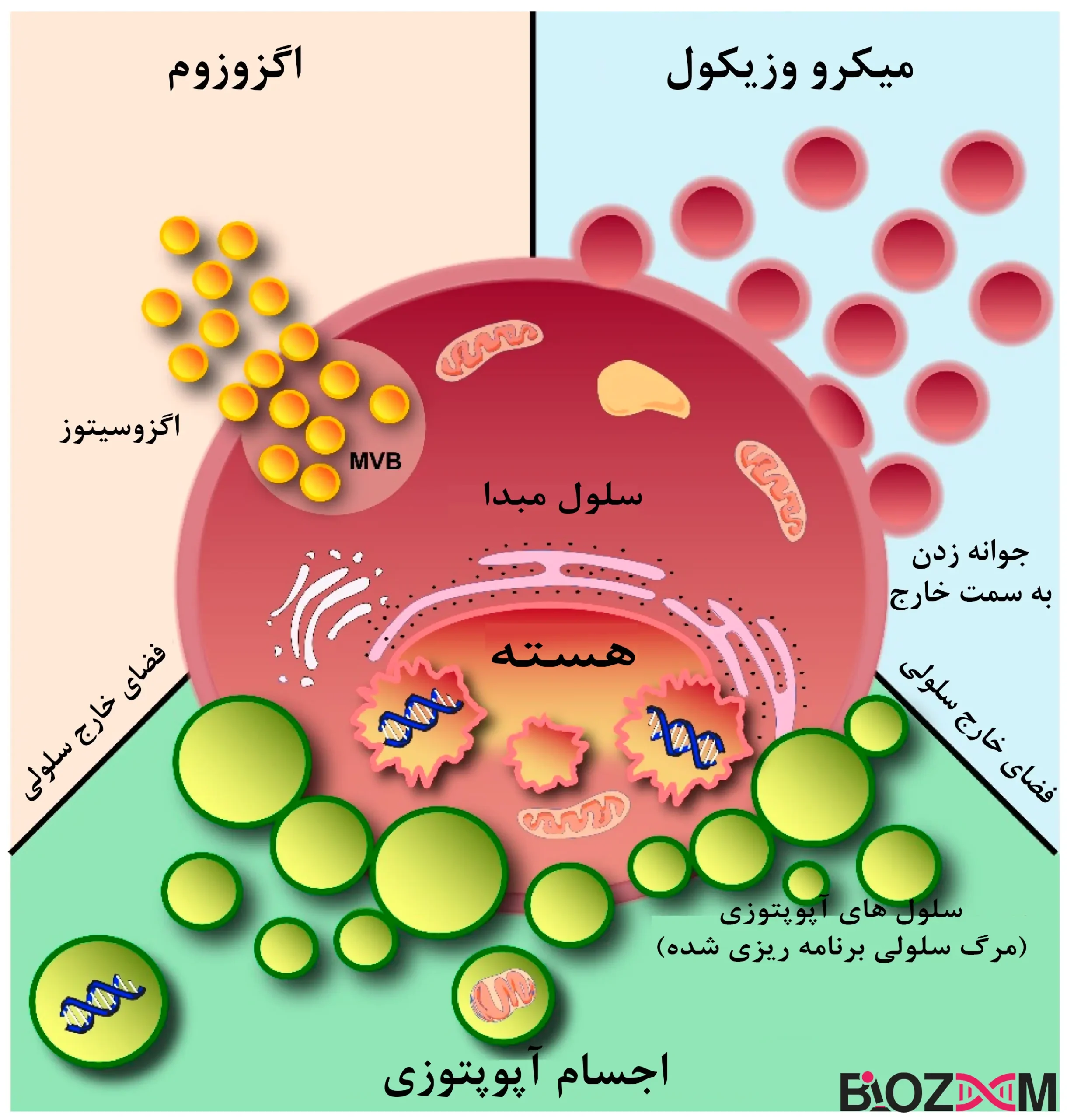 types of extracellular vesicles تصویر انواع وزیکولهای خارجی سلولی