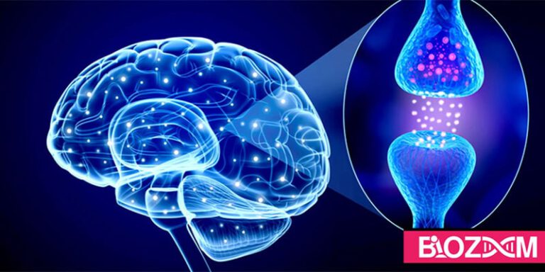 نوروترنسمیتر یا انتقال دهنده ی عصبی چیست