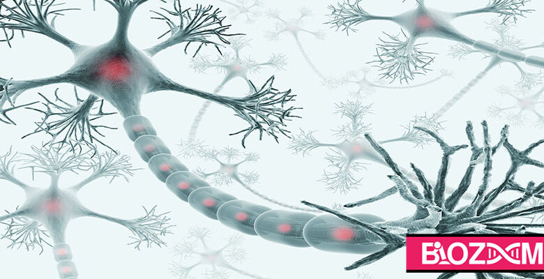 neuron-anatomy-780x400