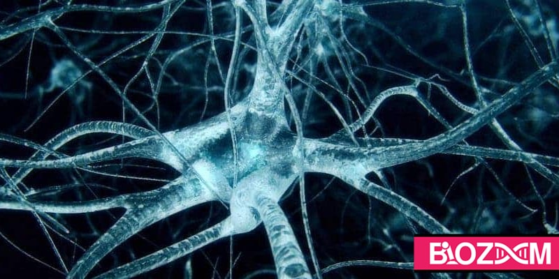 سیستم پشتیبان اضطراری نورون ها