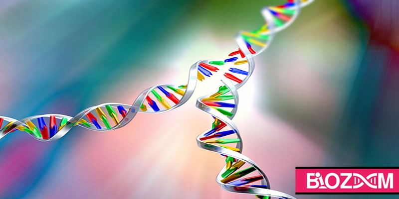 همانند سازی DNA چگونه انجام میشود؟