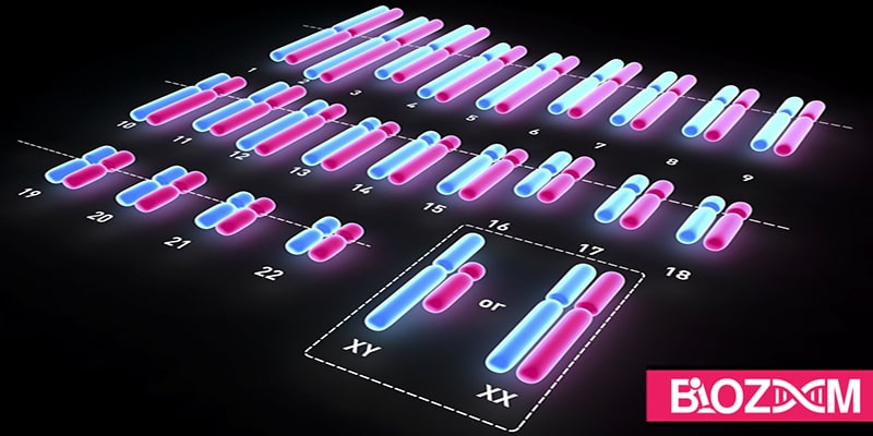 کاریوتایپ انسان گرافی است که در آن جفت کروموزوم ها به صورت ترتیبی ردیف شده و بیانگر ساختارهای نرمال یا غیرنرمال ژنتیکی است