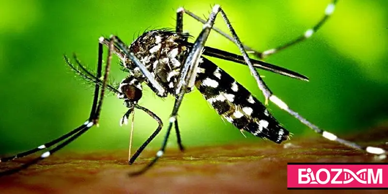 از فرآورده‌های بدون مجوز دفع پشه آئدس استفاده نکنید