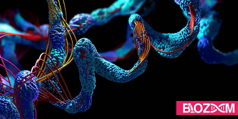 هیبریدهای DNA-پروتئین