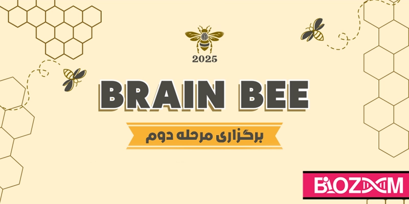 نتایج دومین مرحله از یازدهمین دوره مسابقات برین بی در ایران منتشر شد