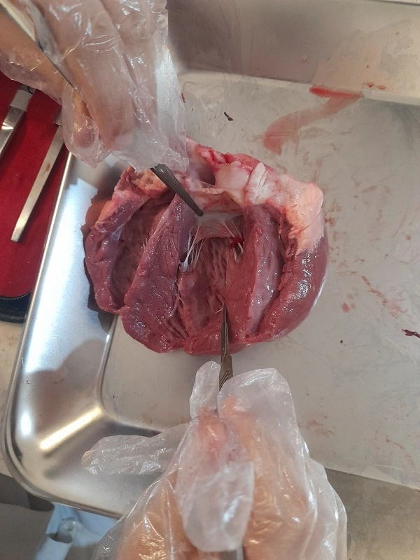 تصویر کارگاه تشریح اعضای گوسفند ویژه دانش آموزان