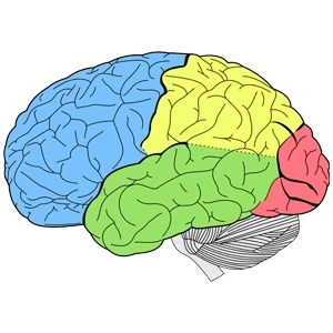 قشر مخ (Cerebral Cortex) و لوب‌ها