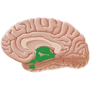 ساختارهای عمقی مغز