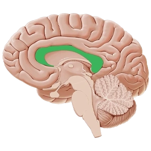 سیستم بطنی و مایع مغزی-نخاعی (CSF)