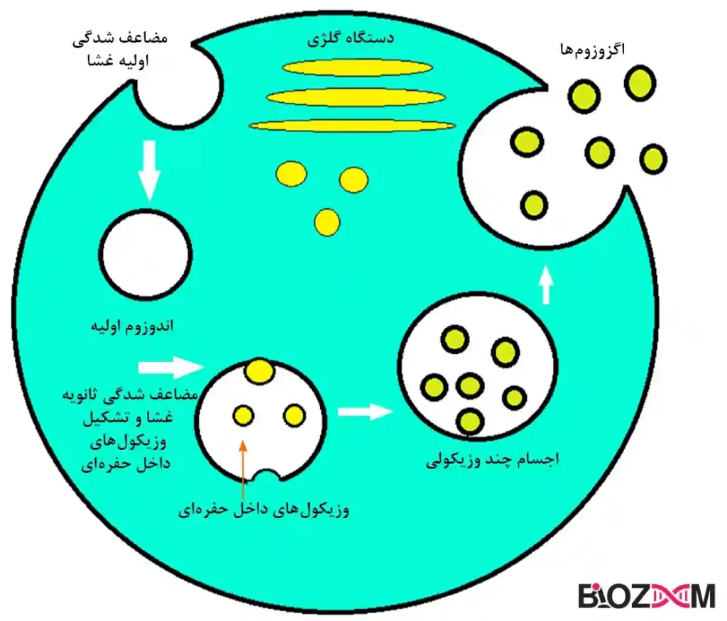 چگونگی شکل گیری وزیکولهای درون حفرهای و اجسام چند وزیکولی