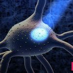 اپتوژنتیک روشی نوین است که در فرآیندهای آن از نور برای فعال سازی یا مهار سلول‌هایی مانند نورون‌ها استفاده می‌شود