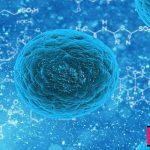 سلول بنیادی جز سلول‌هایی هستند که علاوه بر قابلیت تمایز، ویژگی خودنوزایی نیز دارند