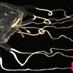 Box Jellyfish Found To Be Capable of Associative Learning