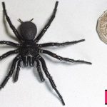 Discovery of Hercules, the largest and most poisonous spider in Australia