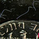 Discovery of giant bacteria