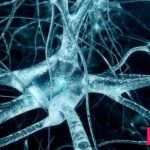 سیستم پشتیبان اضطراری نورون ها