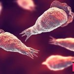The world of single cells