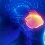 همه چیز درباره مخچه