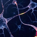 پتانسیل عمل در نورون