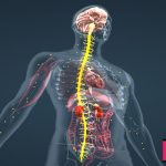 آدرنالین هورمونی است که هنگام ستیز و گریز از غدد فوق کلیوی ترشح می شود