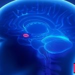 آمیگدال بخشی از سیستم لیمبیک در مغز است که احساسات گوناگون را کنترل می کند