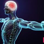 کلیات سیستم عصبی انسان